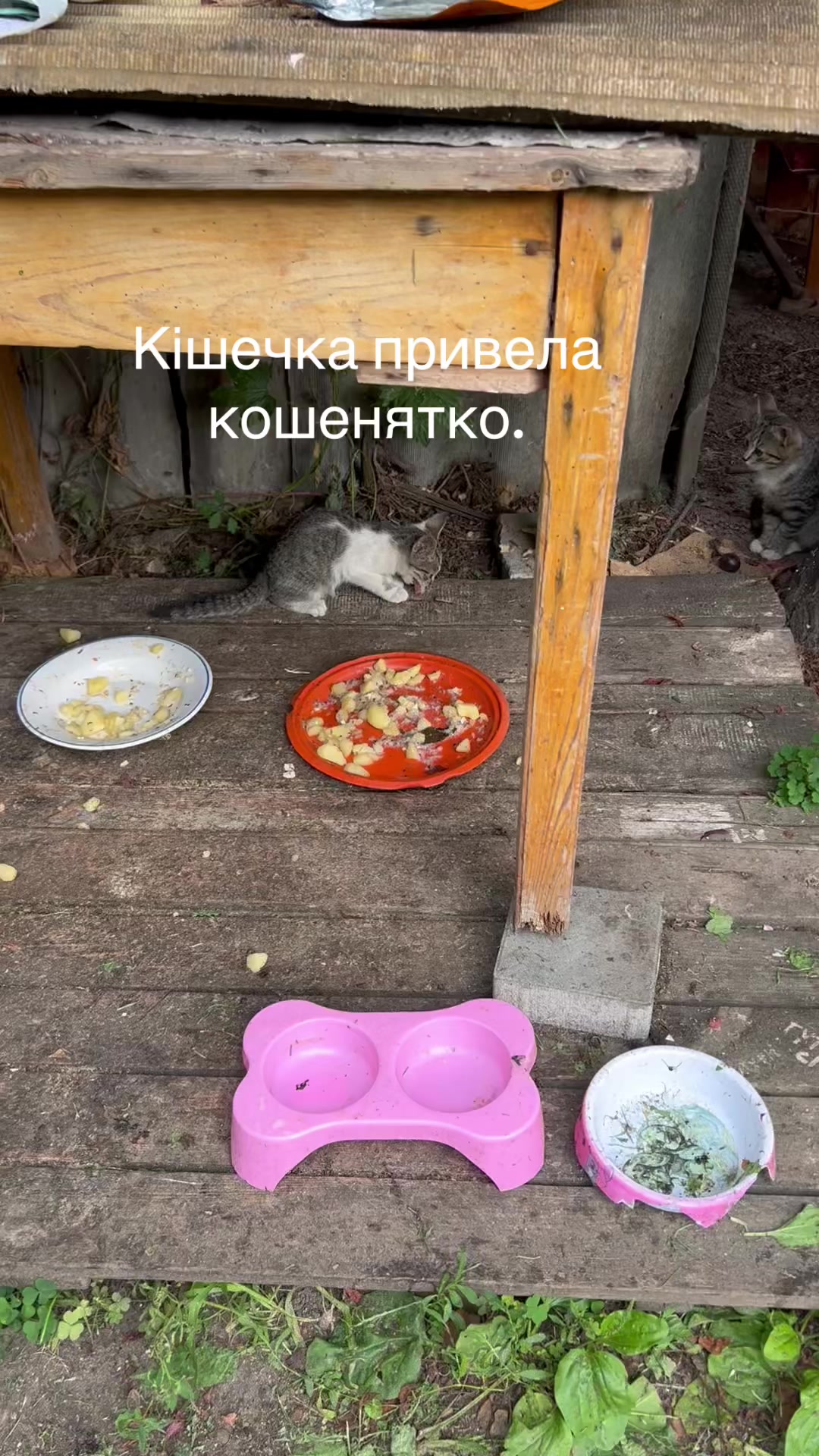 @Алиса