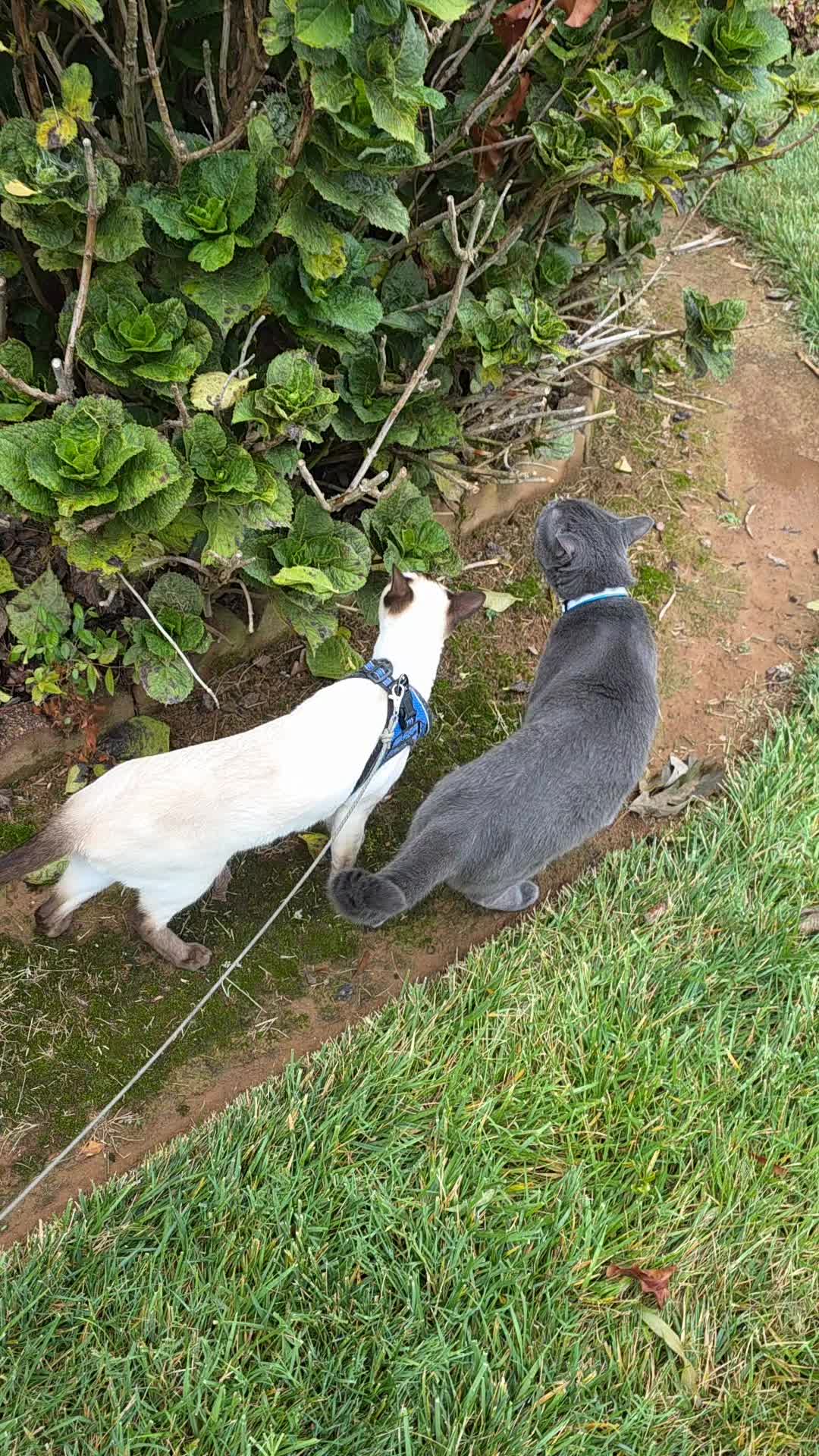 @Molly_and_Sammy