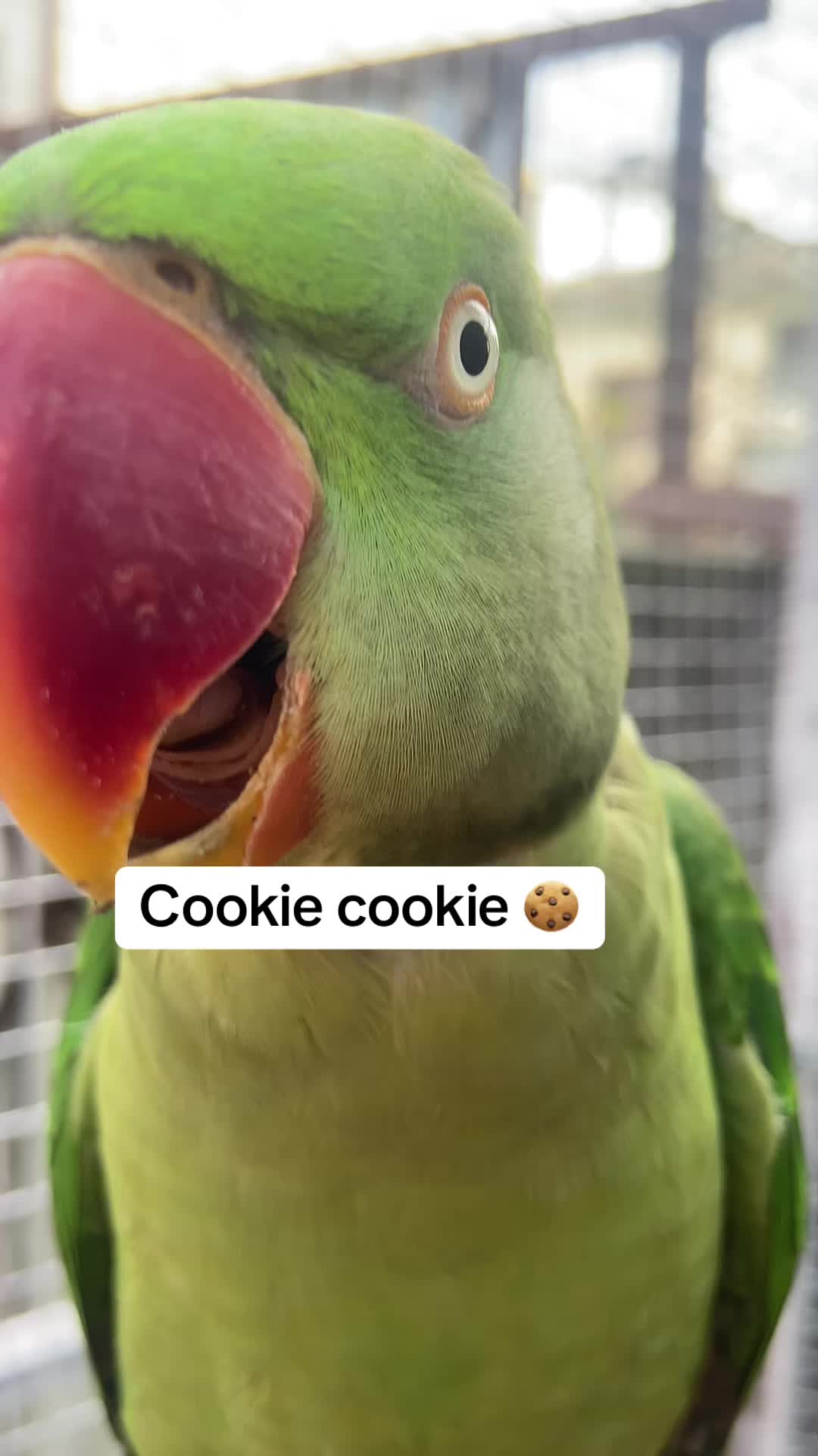 @Chatteringbeaks