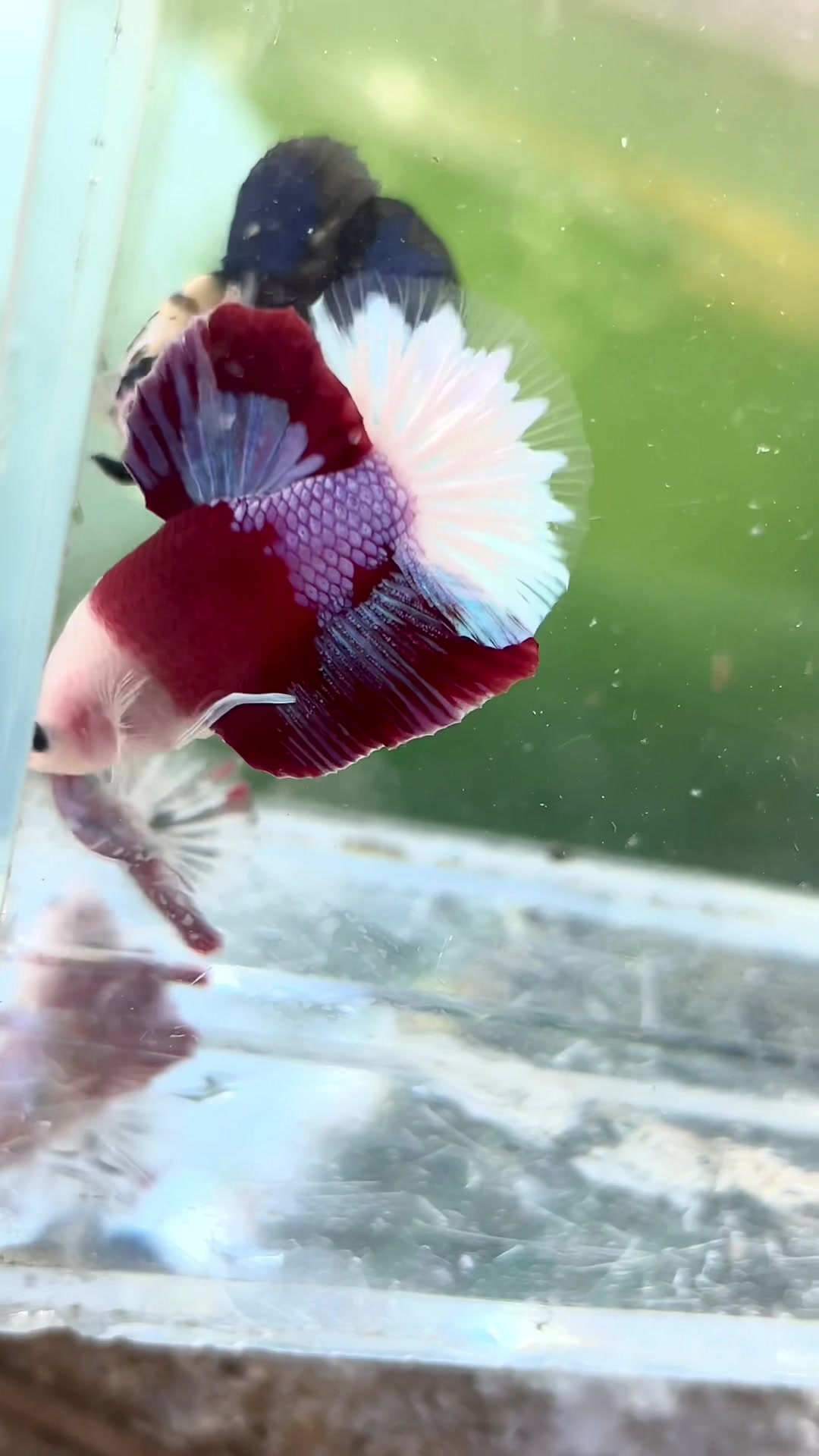 @Trại cá LỘC Betta & Guppy👑