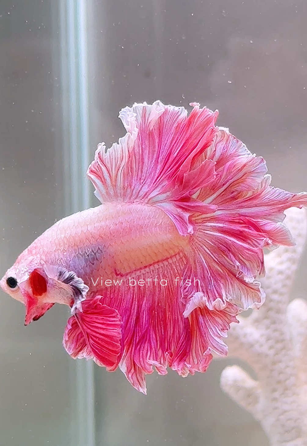 @วิวอยากเลี้ยงปลากัด🐠