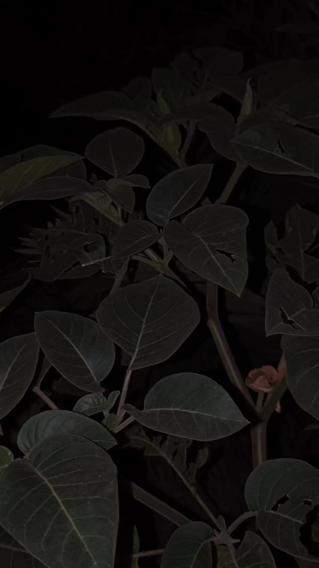 @𝑬 𝑴 𝑨 𝑵 ♥️