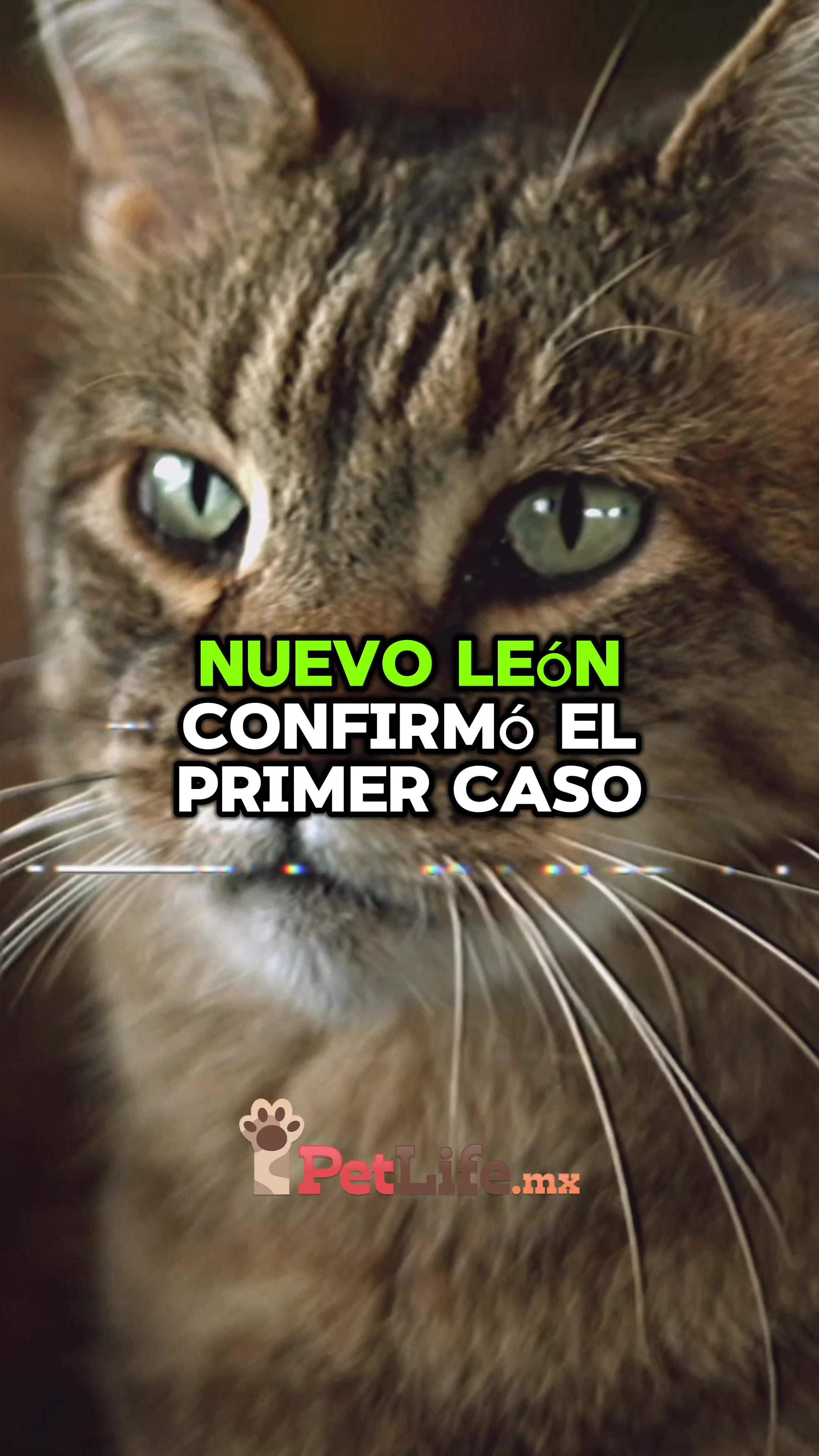 @Petlife