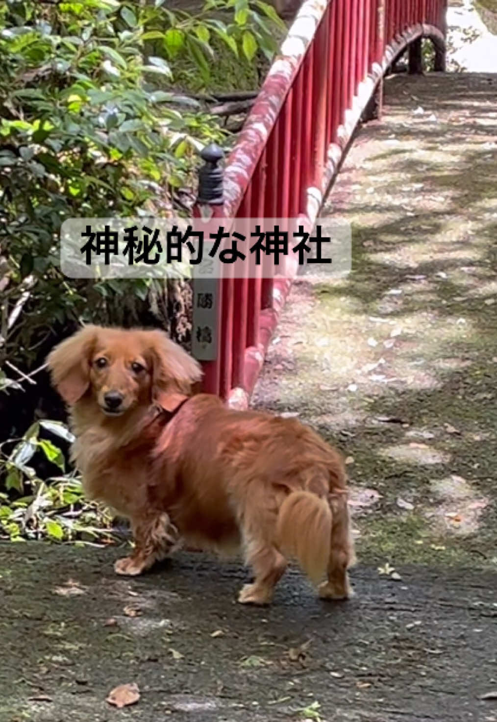 @しばいぬ