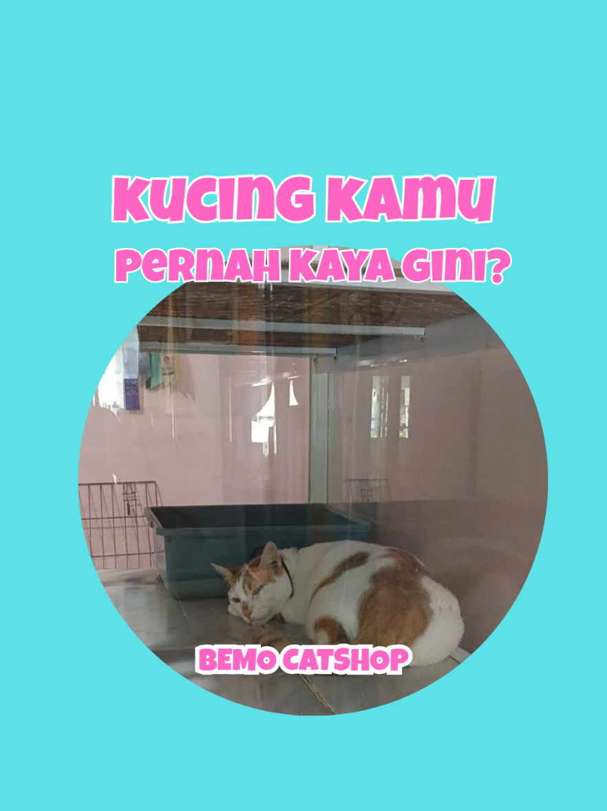 @Bemo Catshop