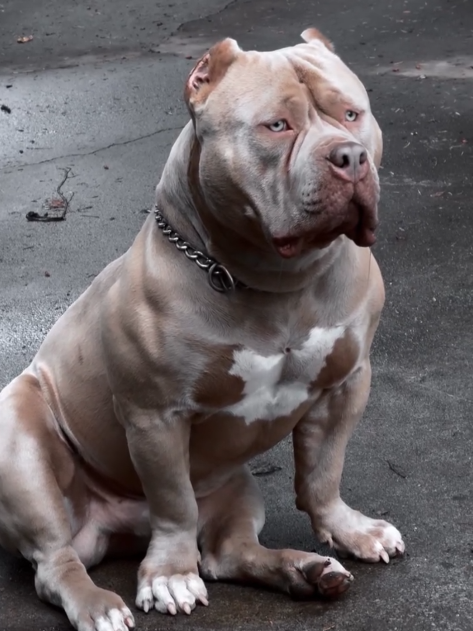 @K9 DZ