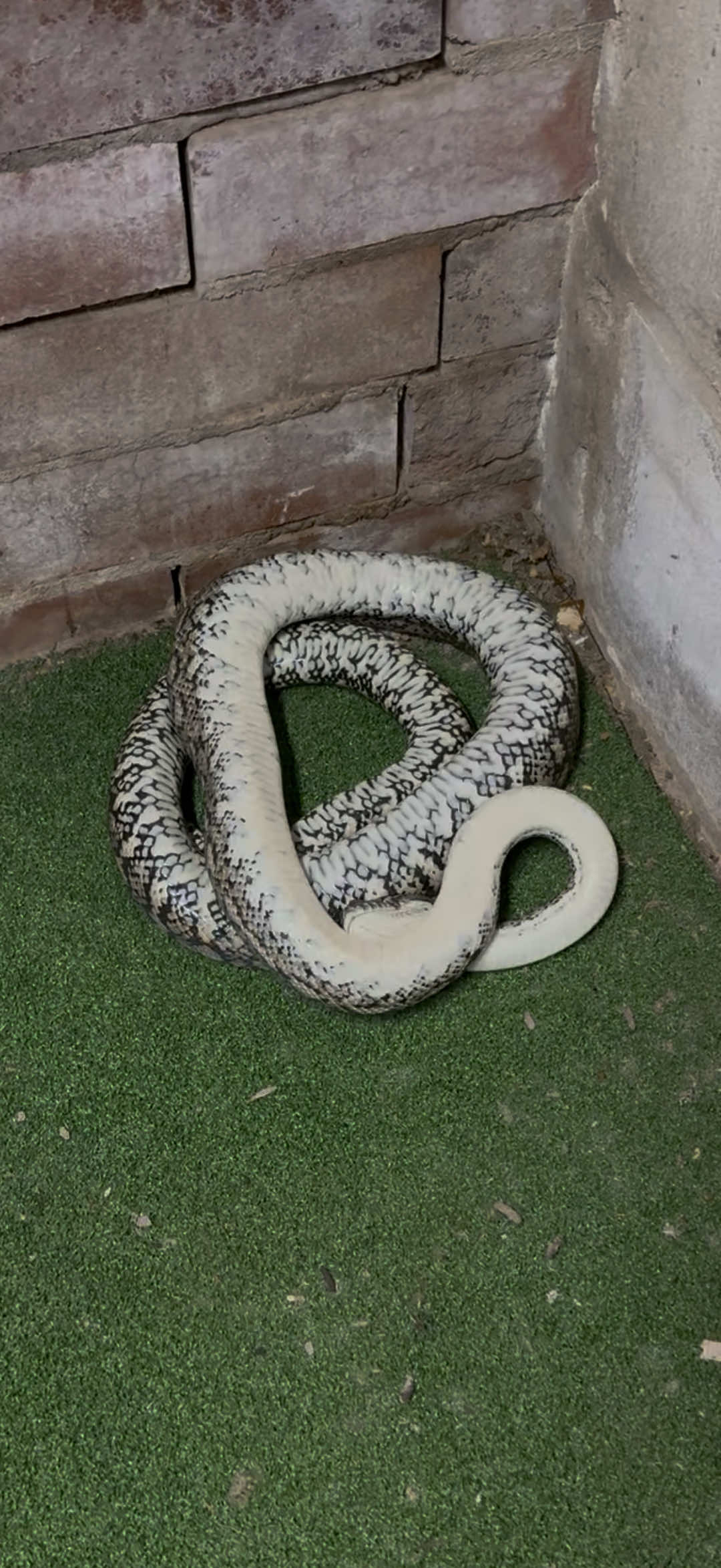 @Snake Catcher Dan
