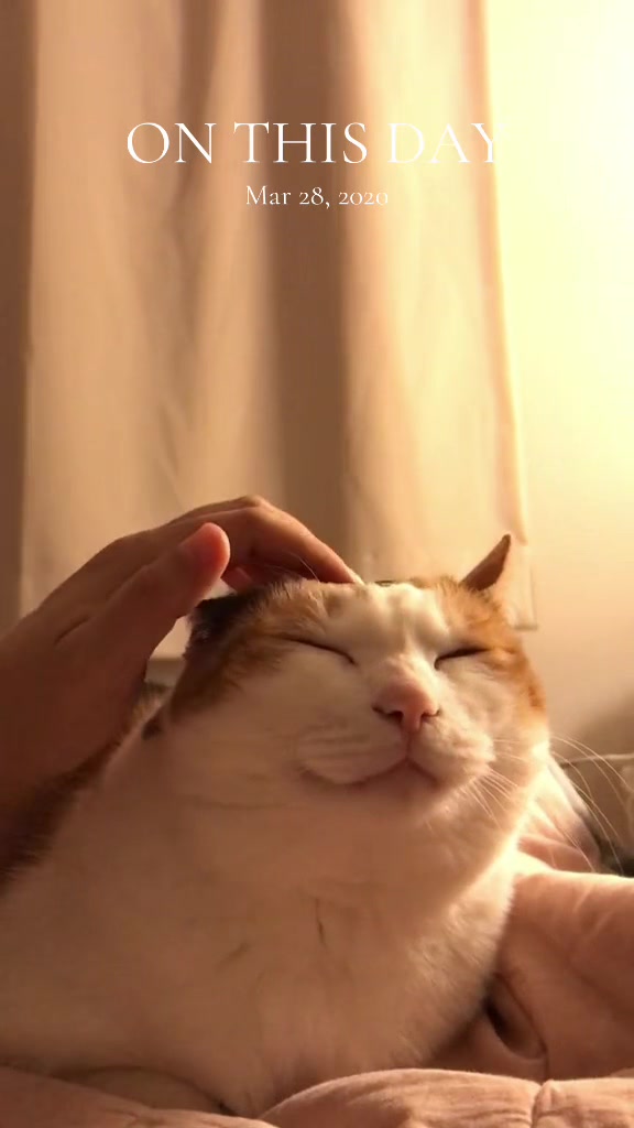 @Miyopet