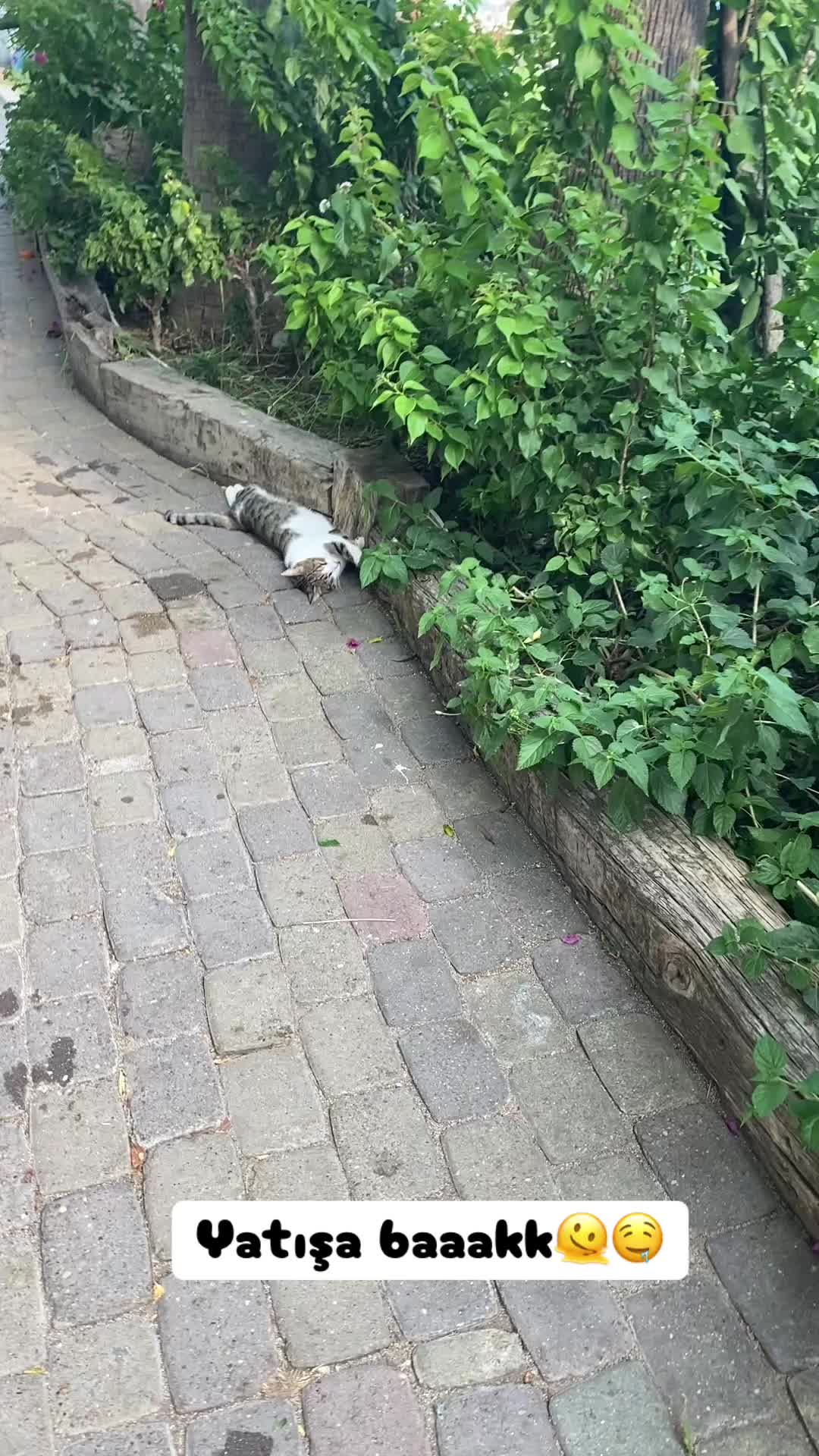 @Şapkalı Kadın