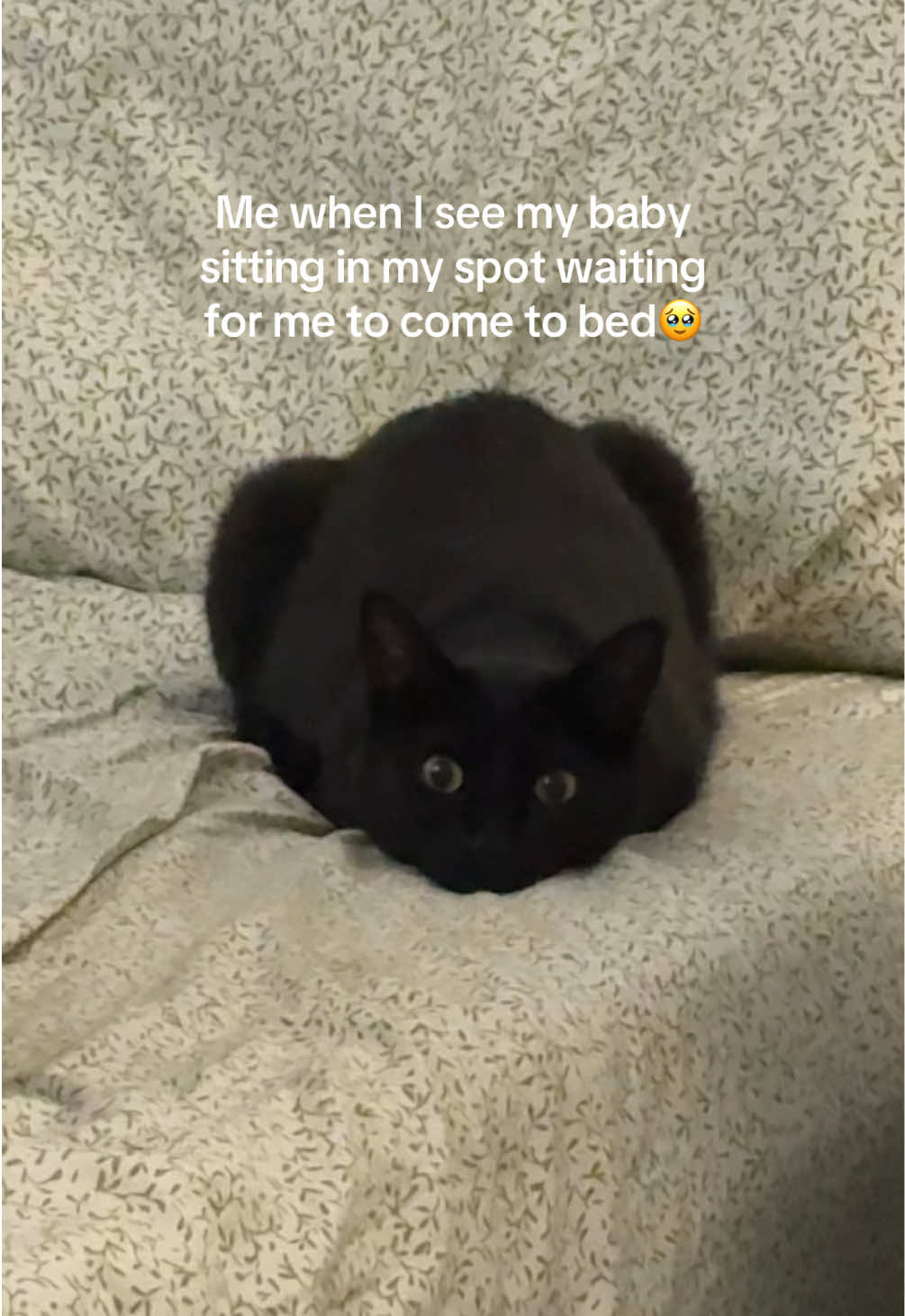 @Biggy smalls🐈⬛