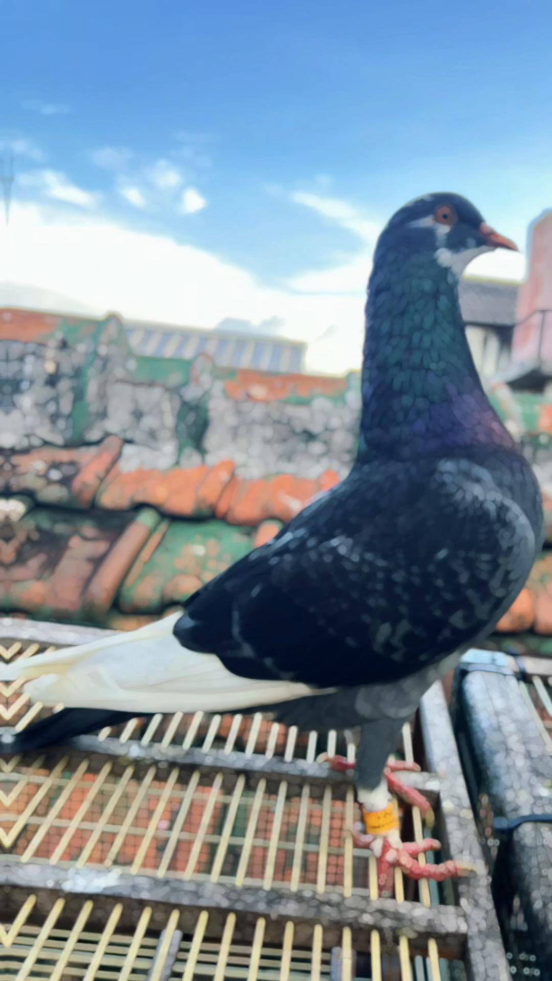 @Z V A 36 Merpati Reborn 🕊️🕊️