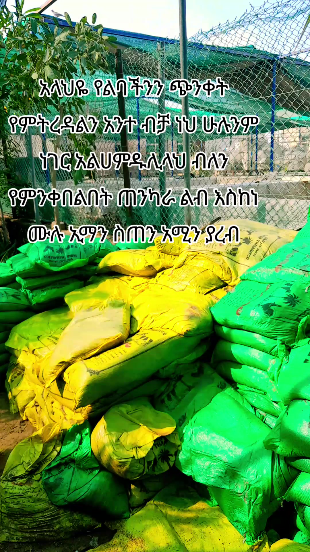 @ሸምስያ