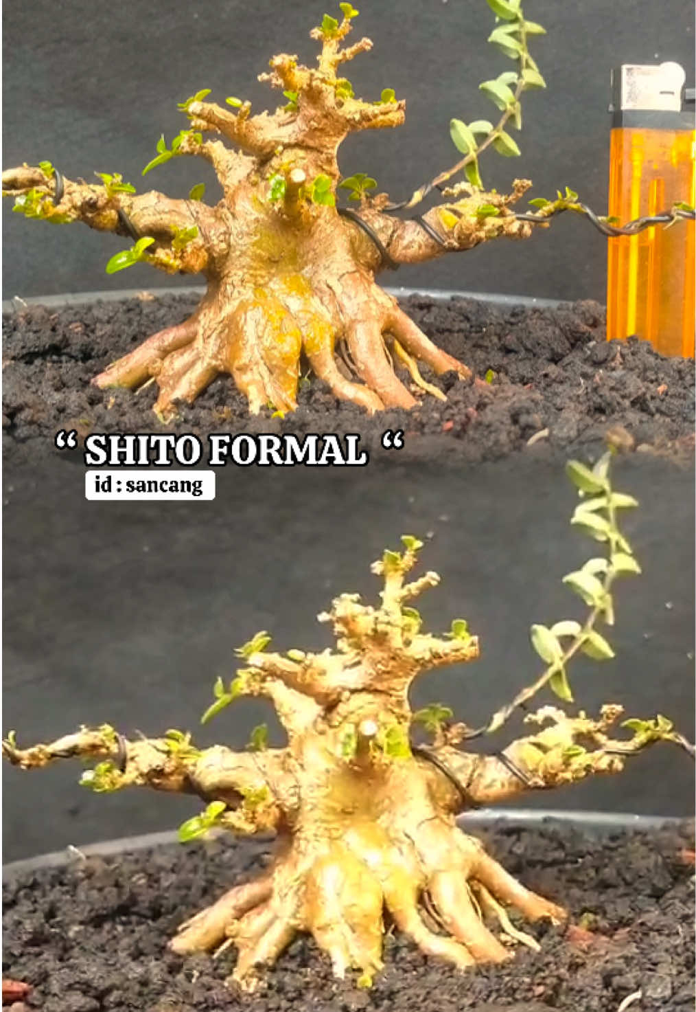 @warbonsai_purwodadi