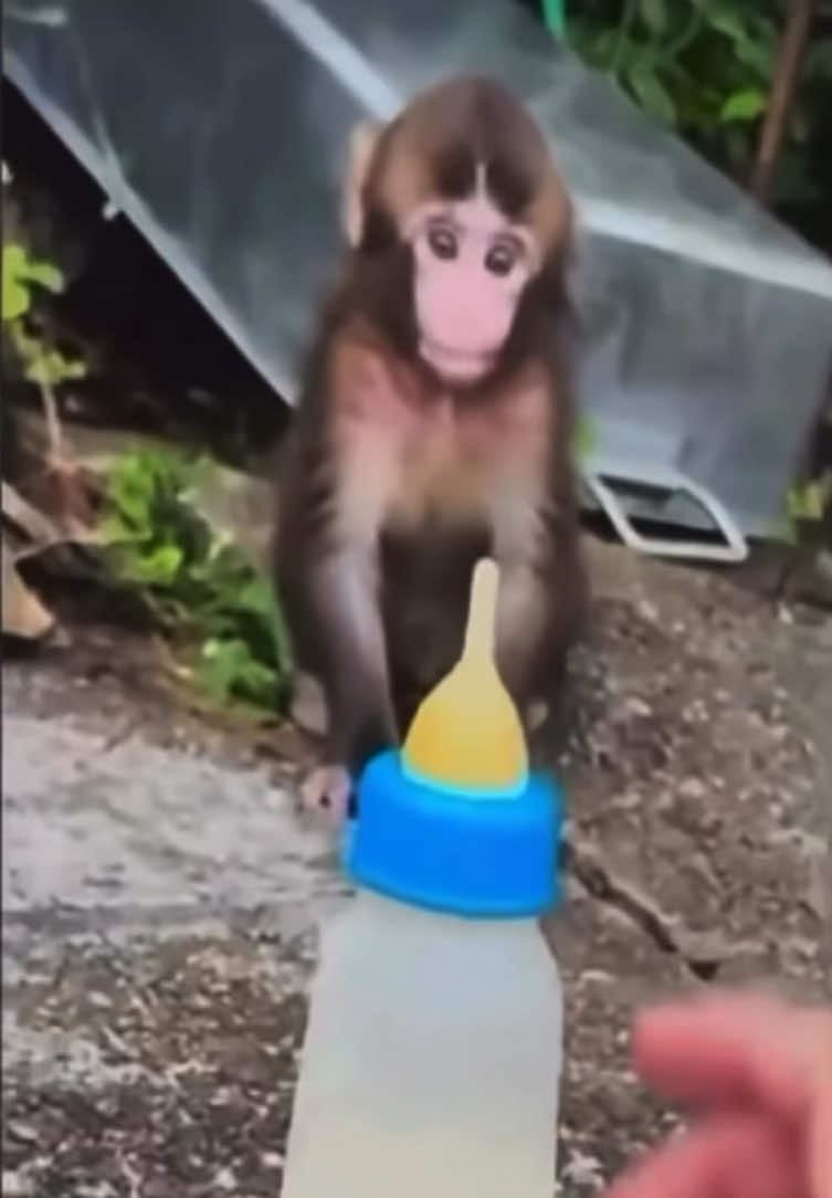 @Lamercat