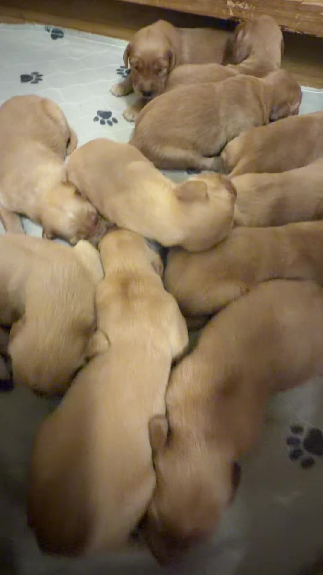 @RhondasRetrievers
