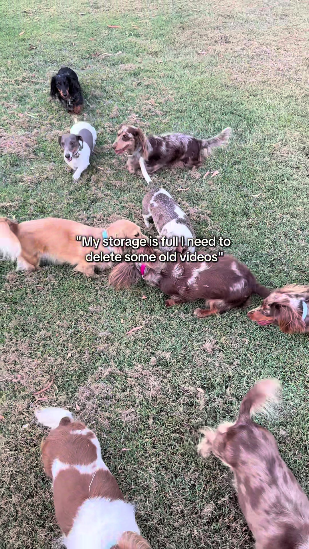 @Dachshund Dynasty