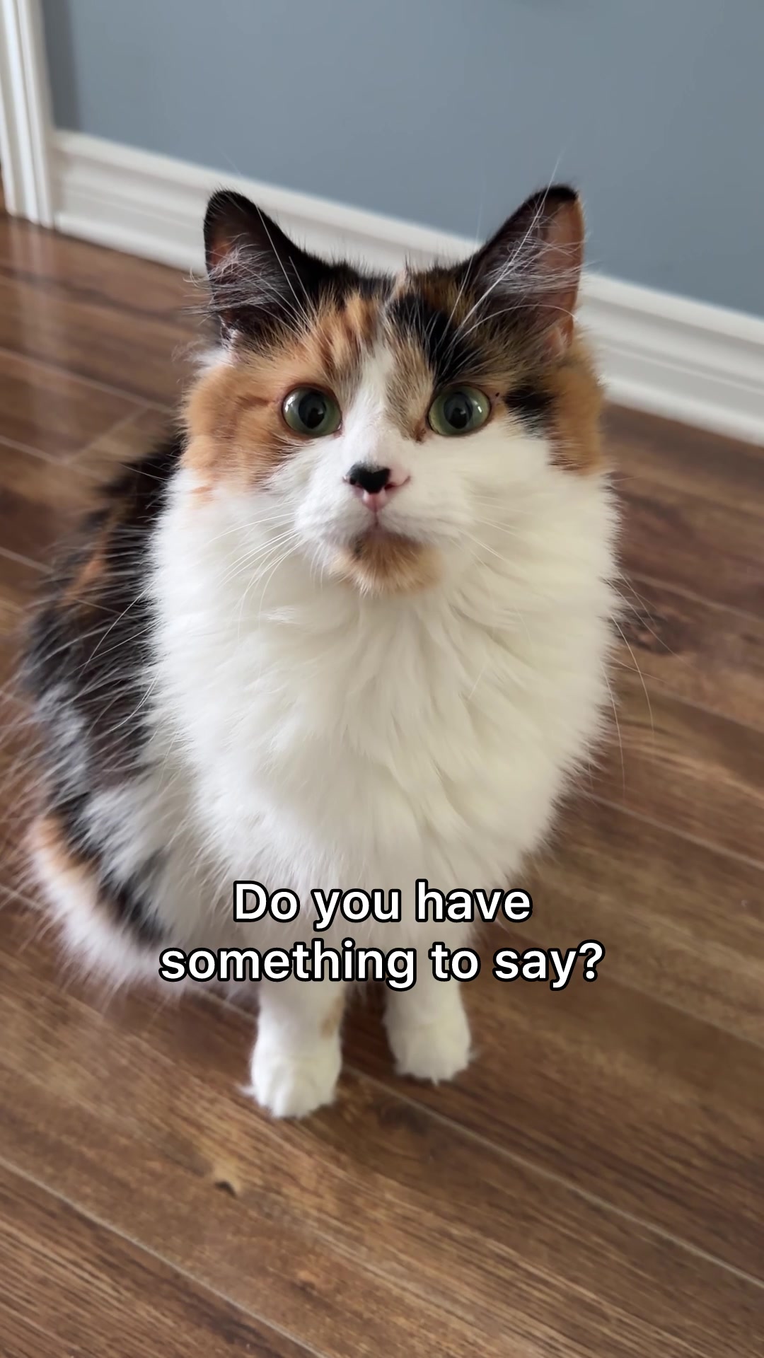 @The Oreo Cat
