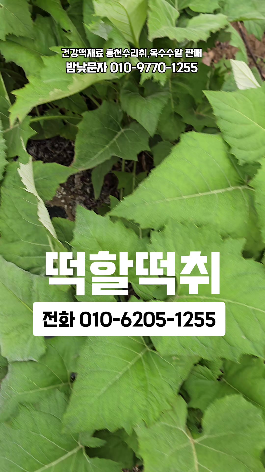 @🔥고물급남자