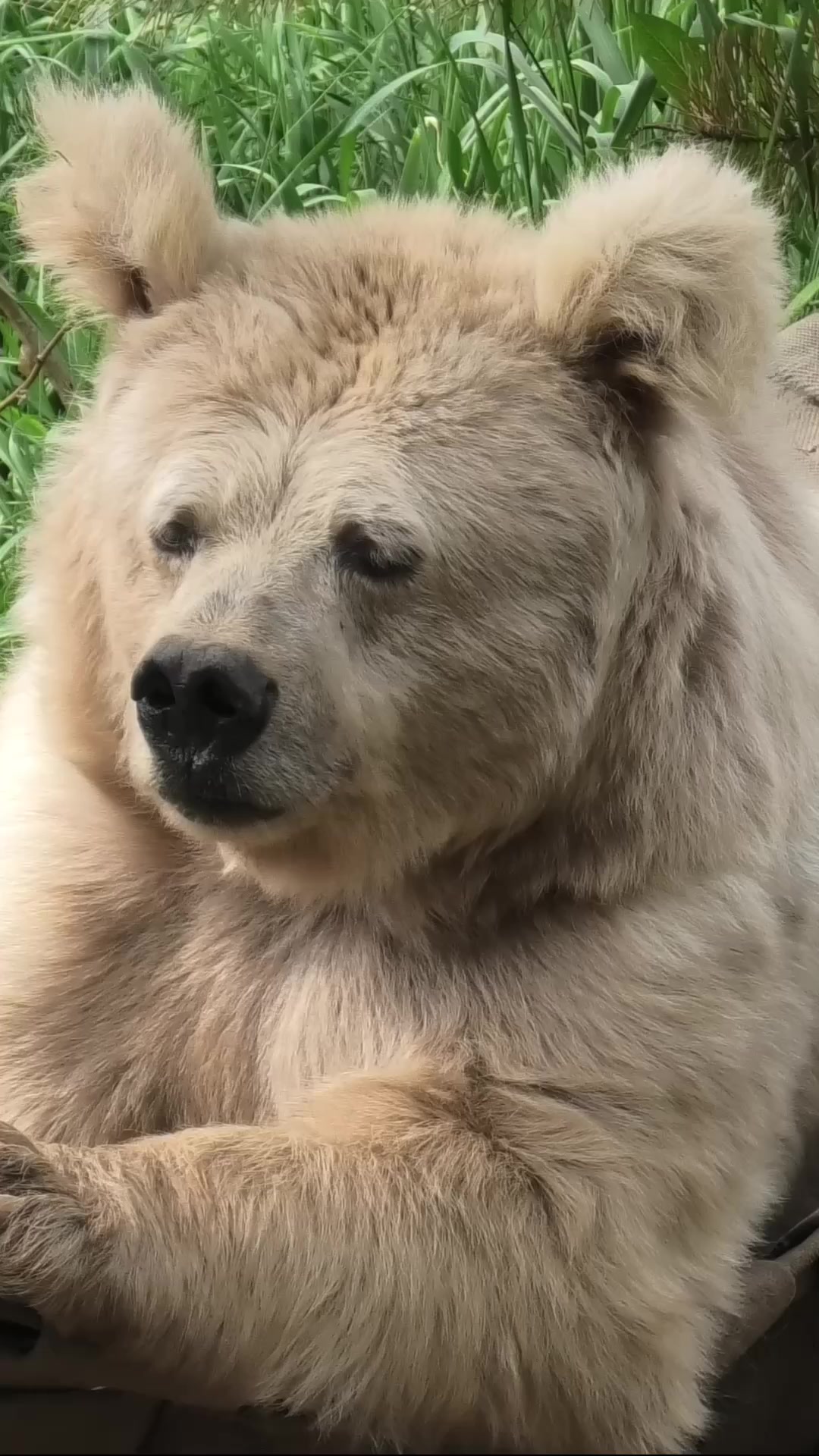 @Whiterock.savewildfund