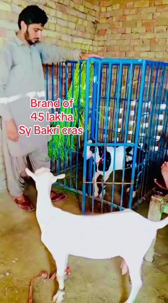 @Ayyan goat