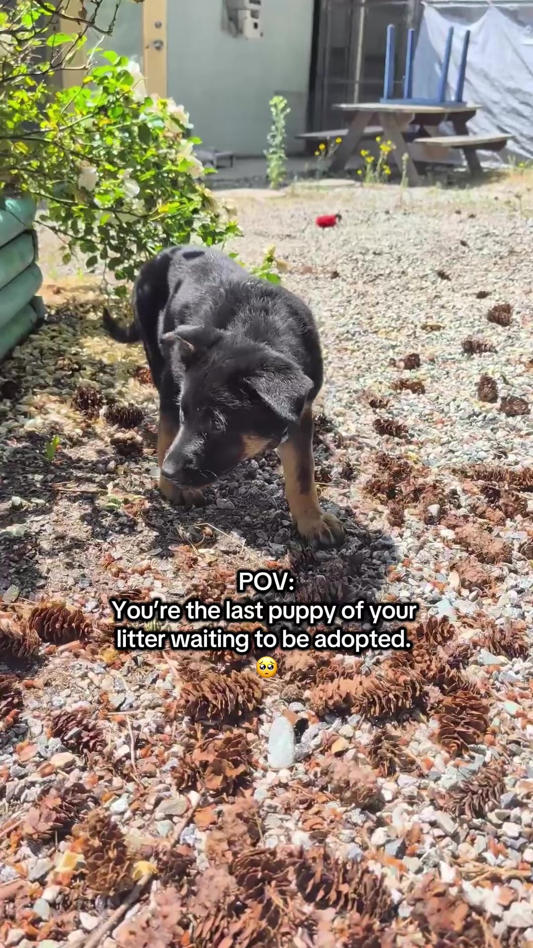 @BC SPCA