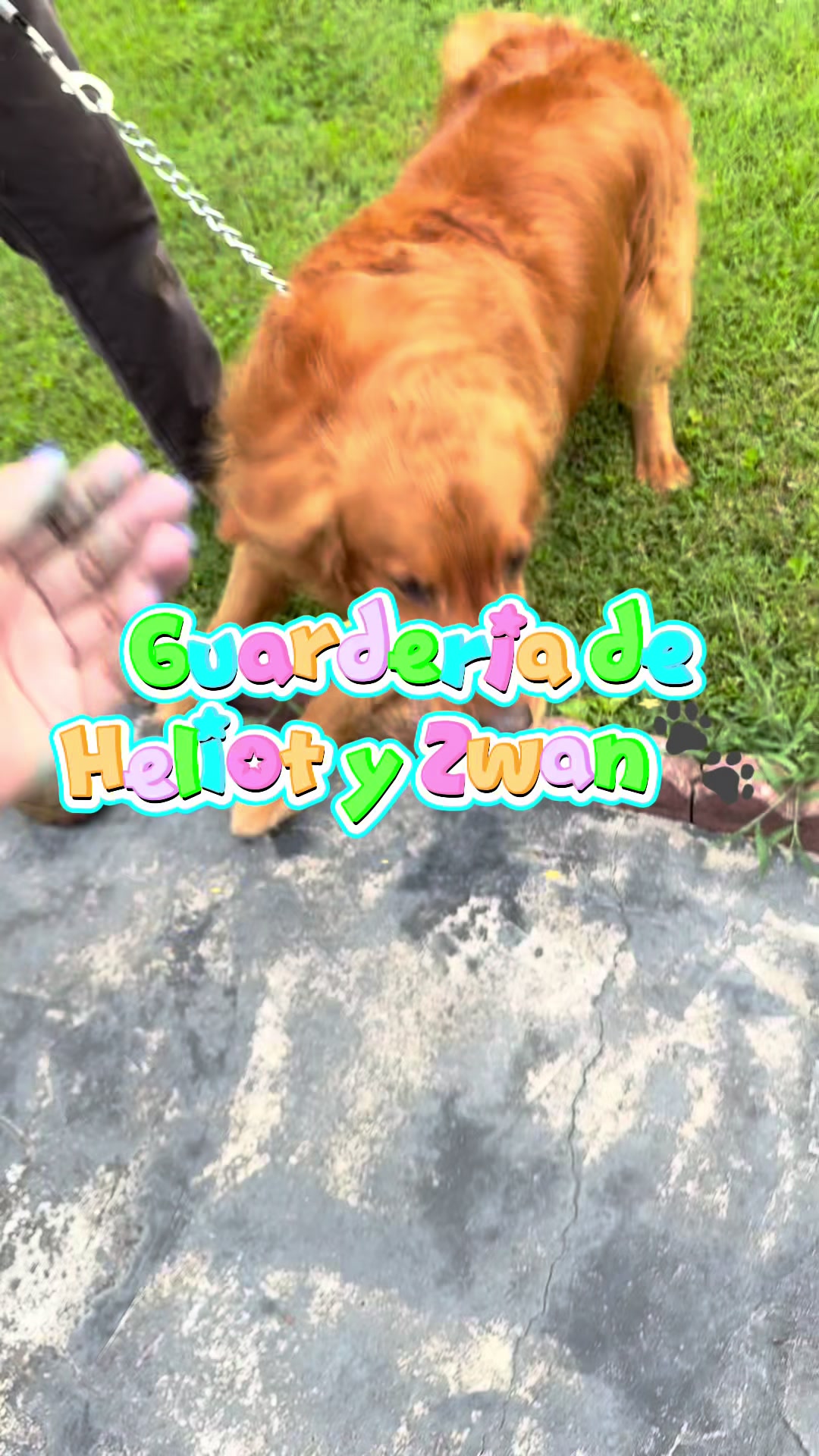 @wonderpetsgrooming