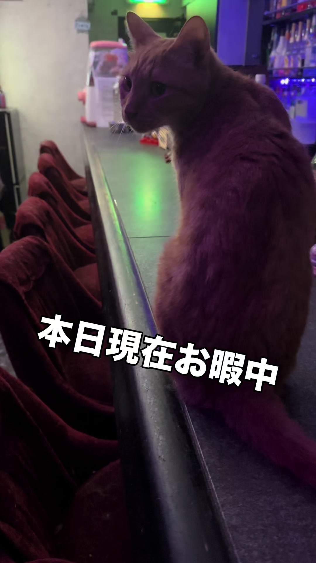 @Cats in the Box.