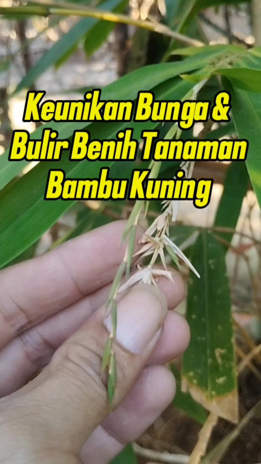 @Bukit Farming