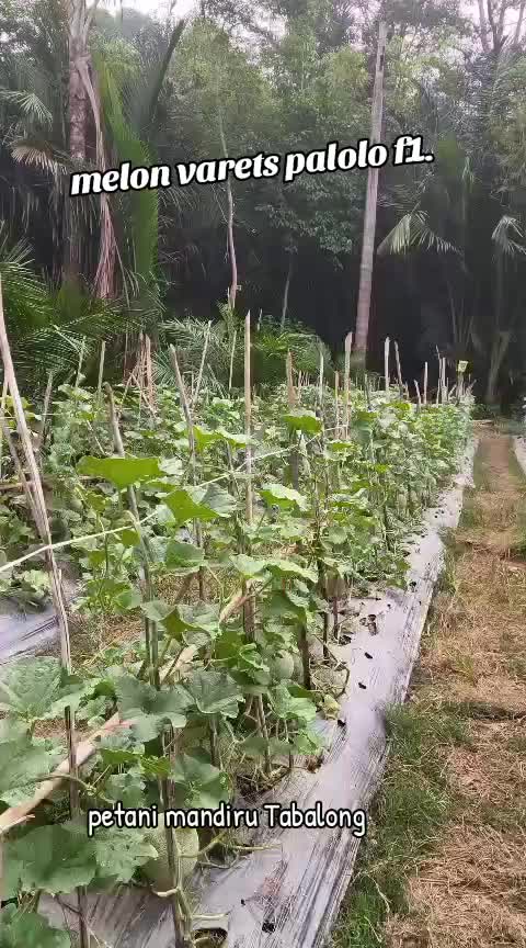 @SURYA TANI