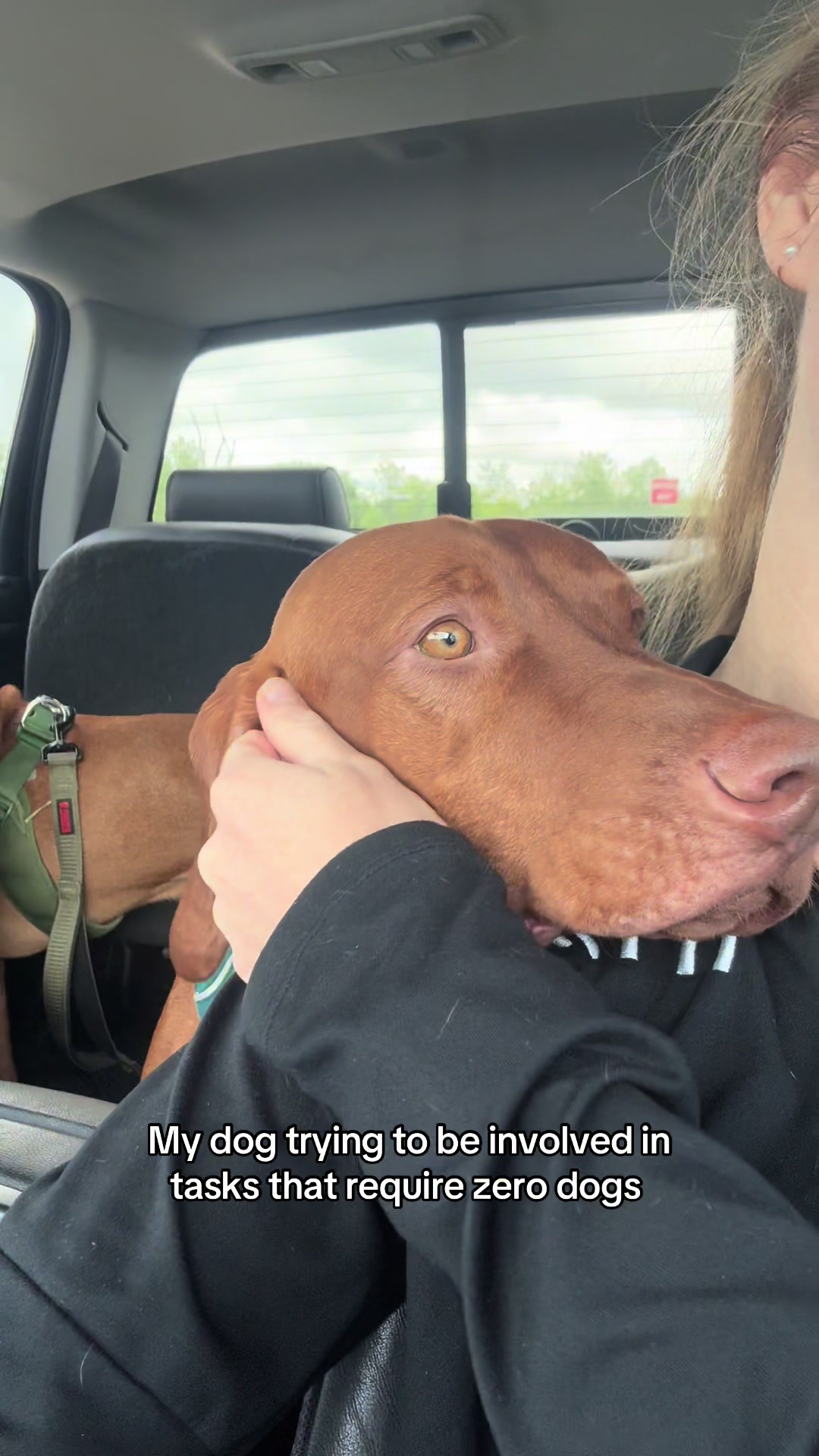 @Tycho the vizsla