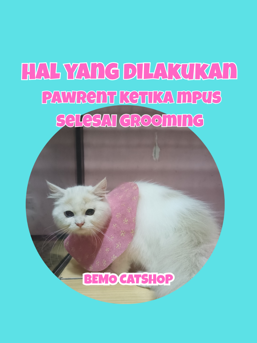 @Bemo Catshop