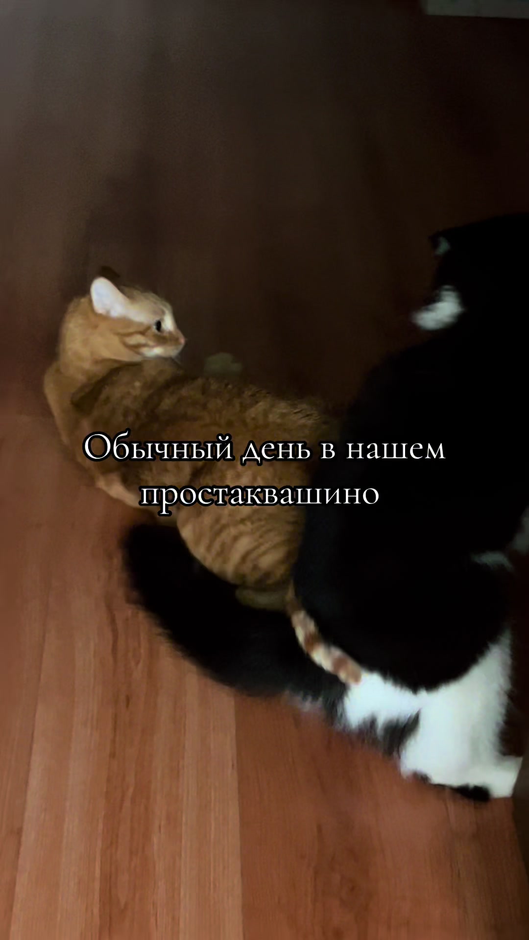 @Lera 🦊