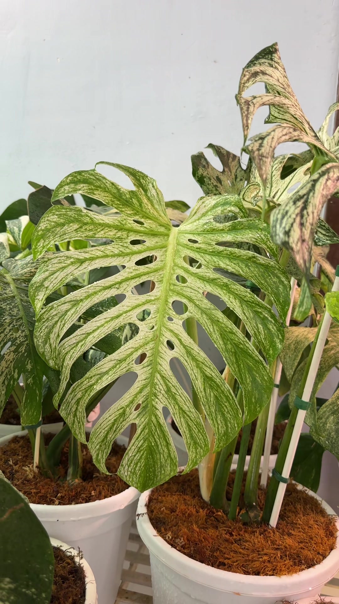 @Plantlife50