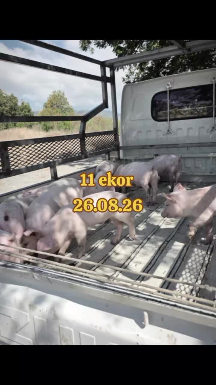 @W4 Pig Farm