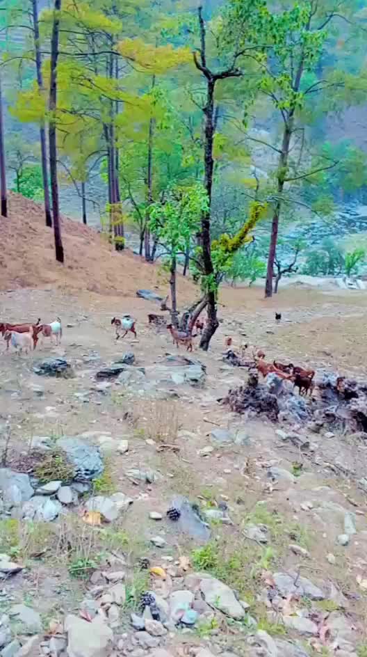 @kumaritadi