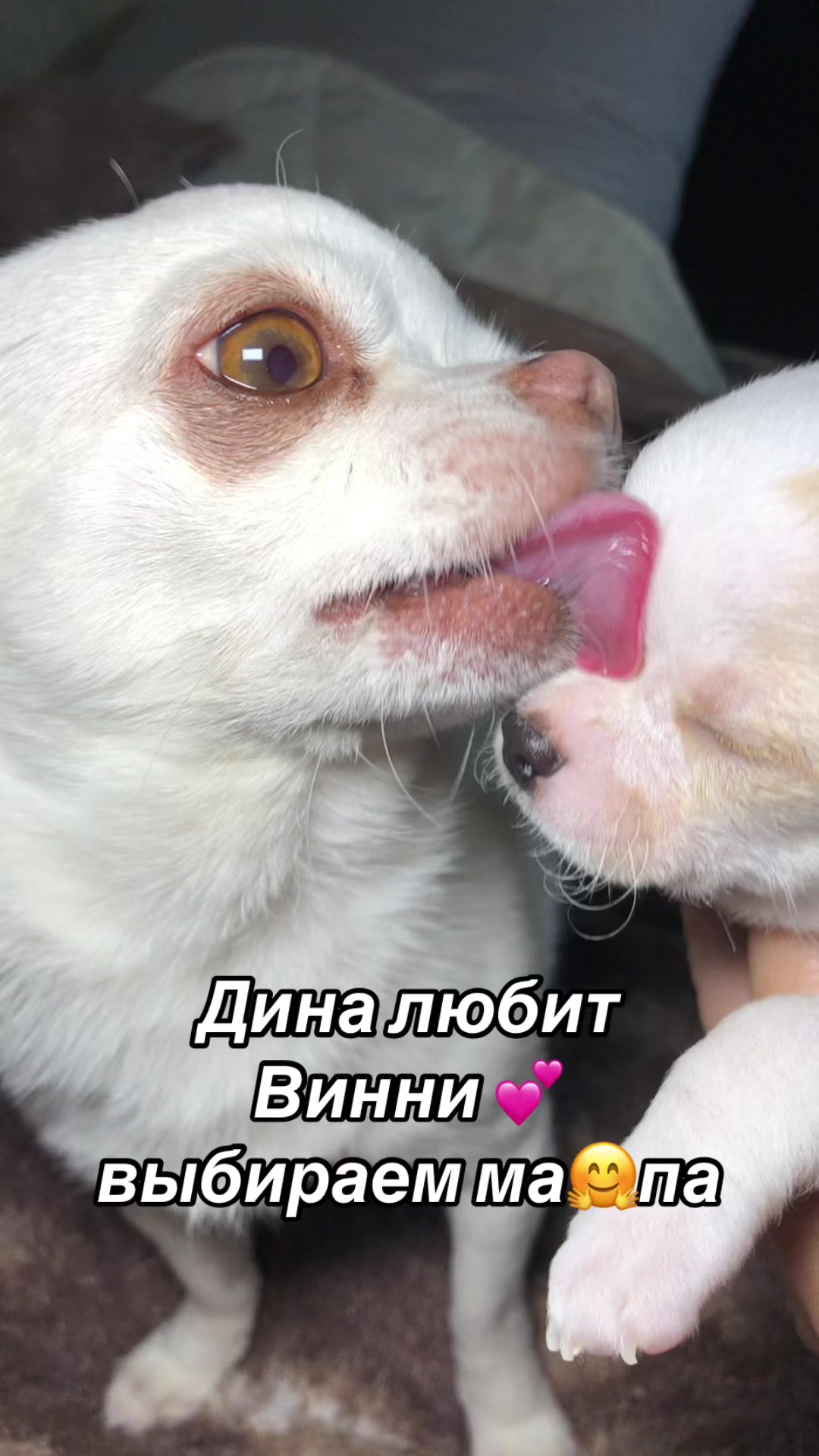 @dinastar_susan