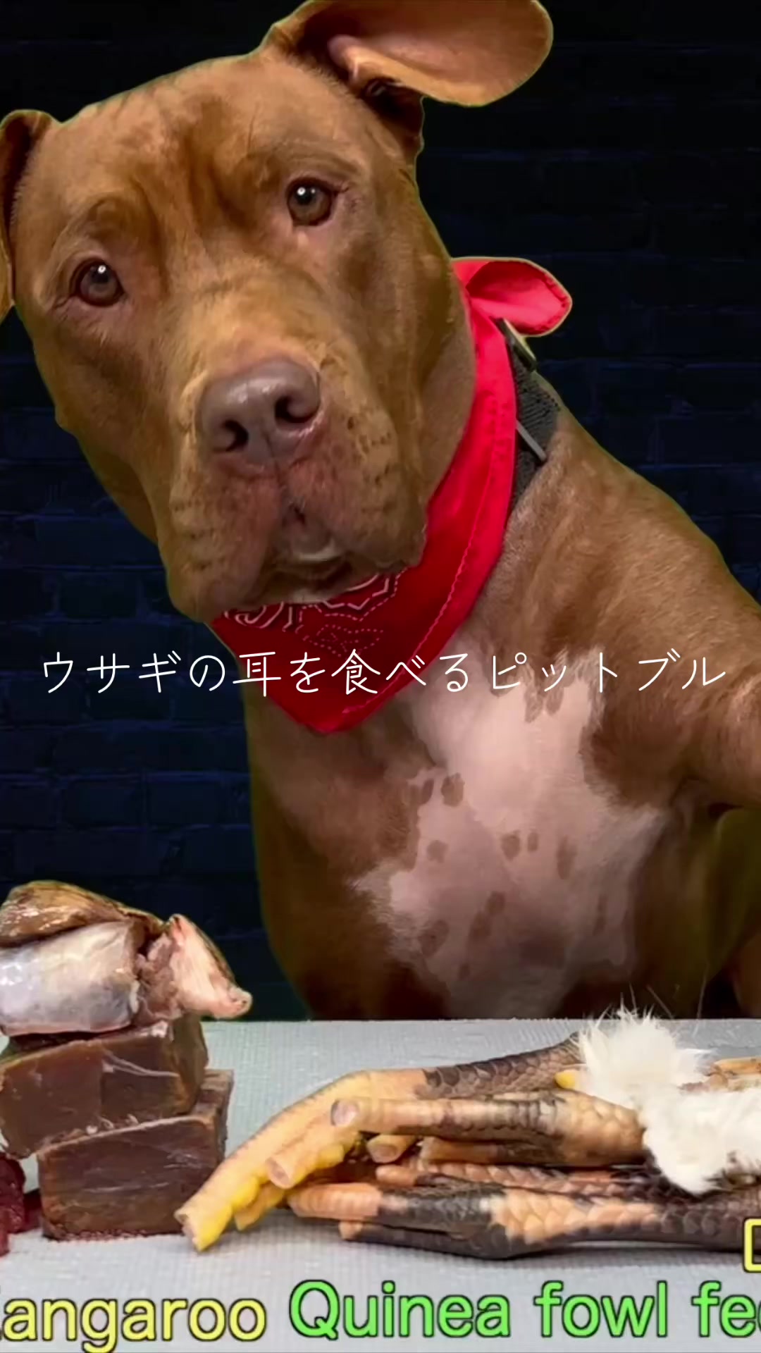 @バウンス チャンネル