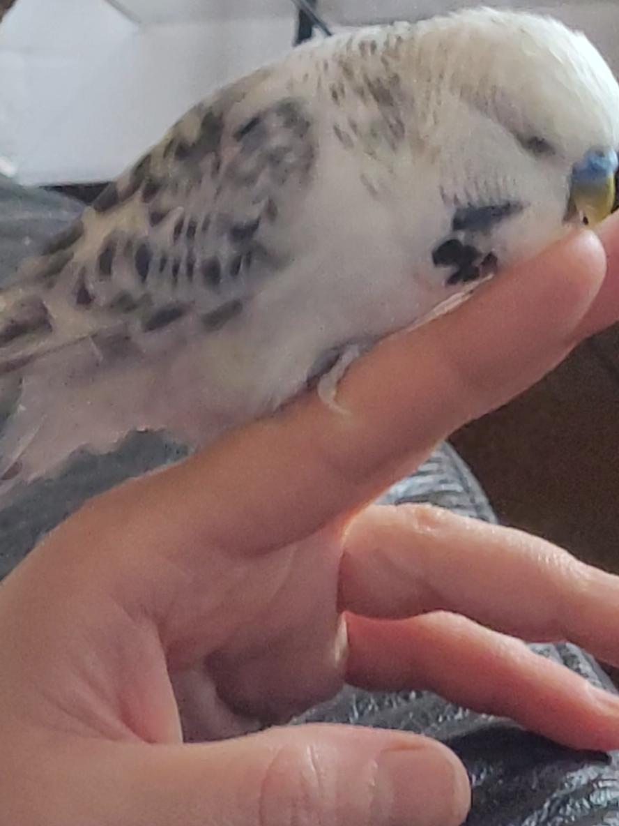 @Taha the Budgie
