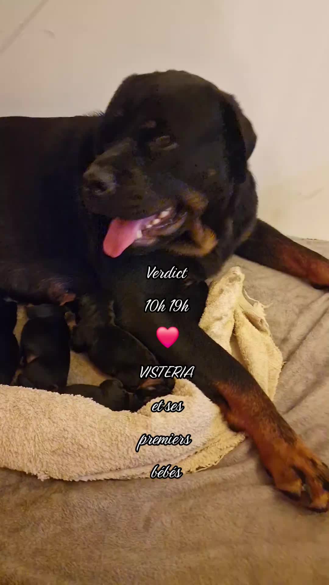 @Laetitia FACHETTi Rottweiler