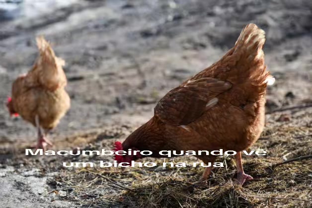 @Babá Weber de Ogum
