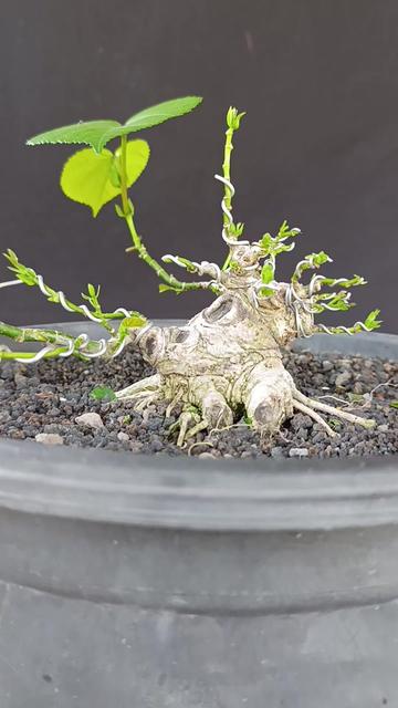 @Yanubonsai
