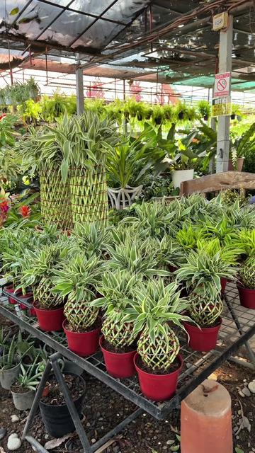 @BM-JOV GARDEN CENTER