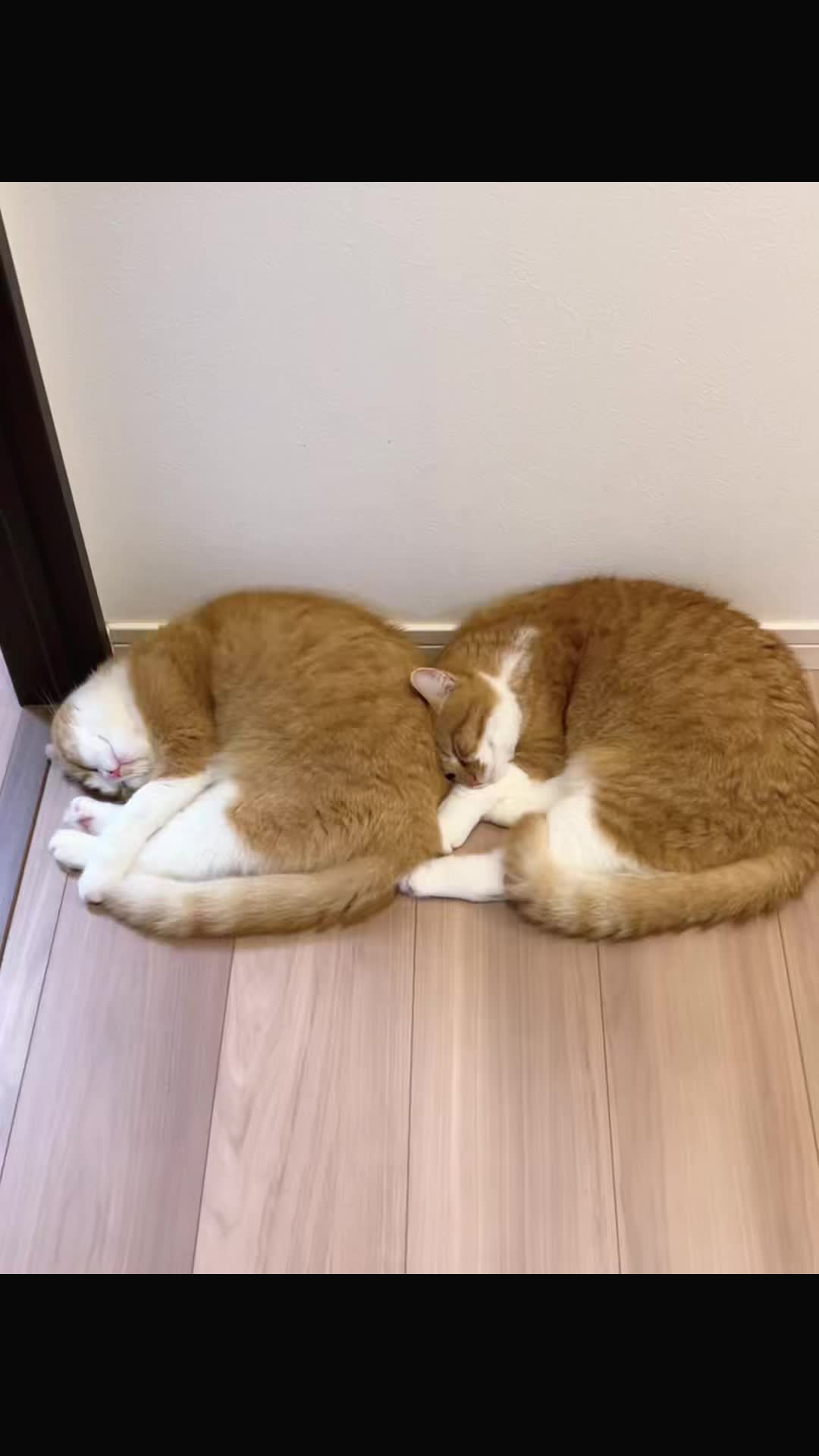 @マロン