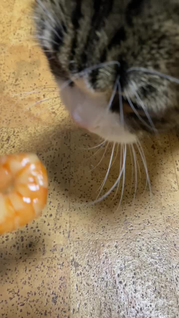 @PawsAndClaws