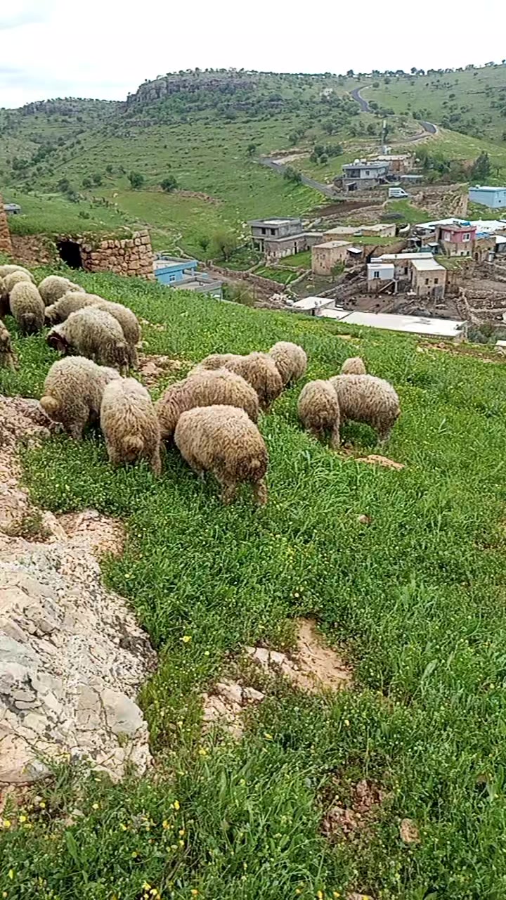 @hebun zınar