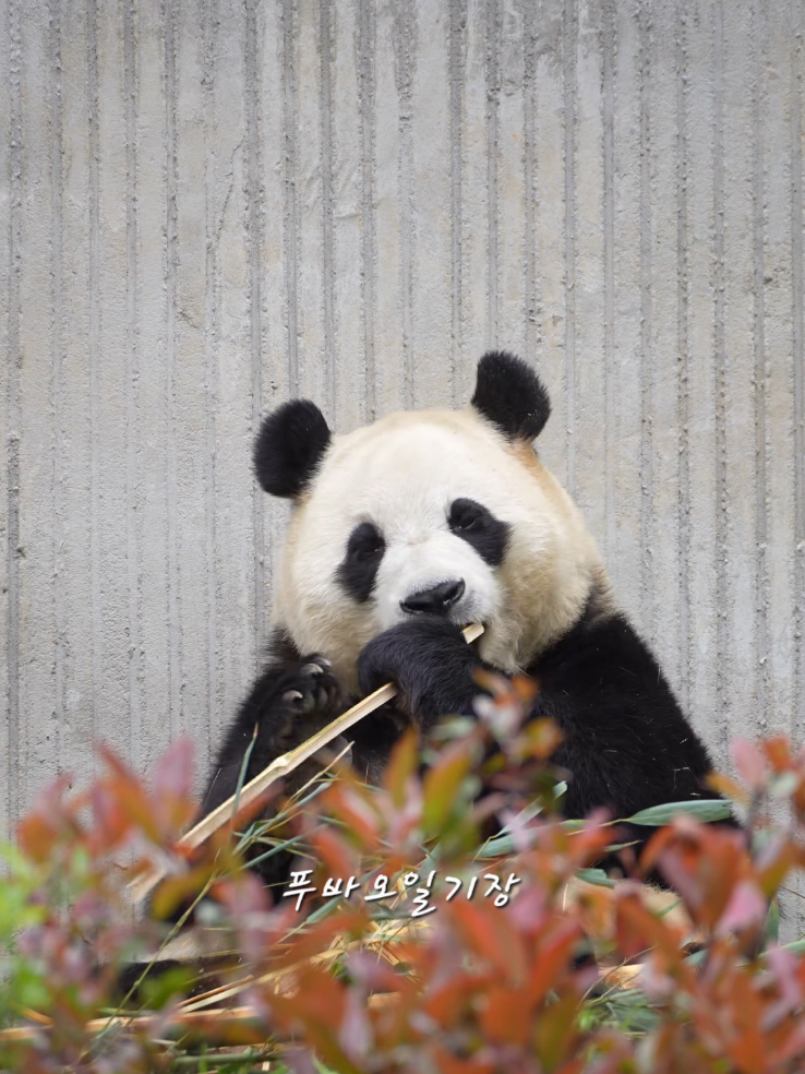 @푸바오일기장