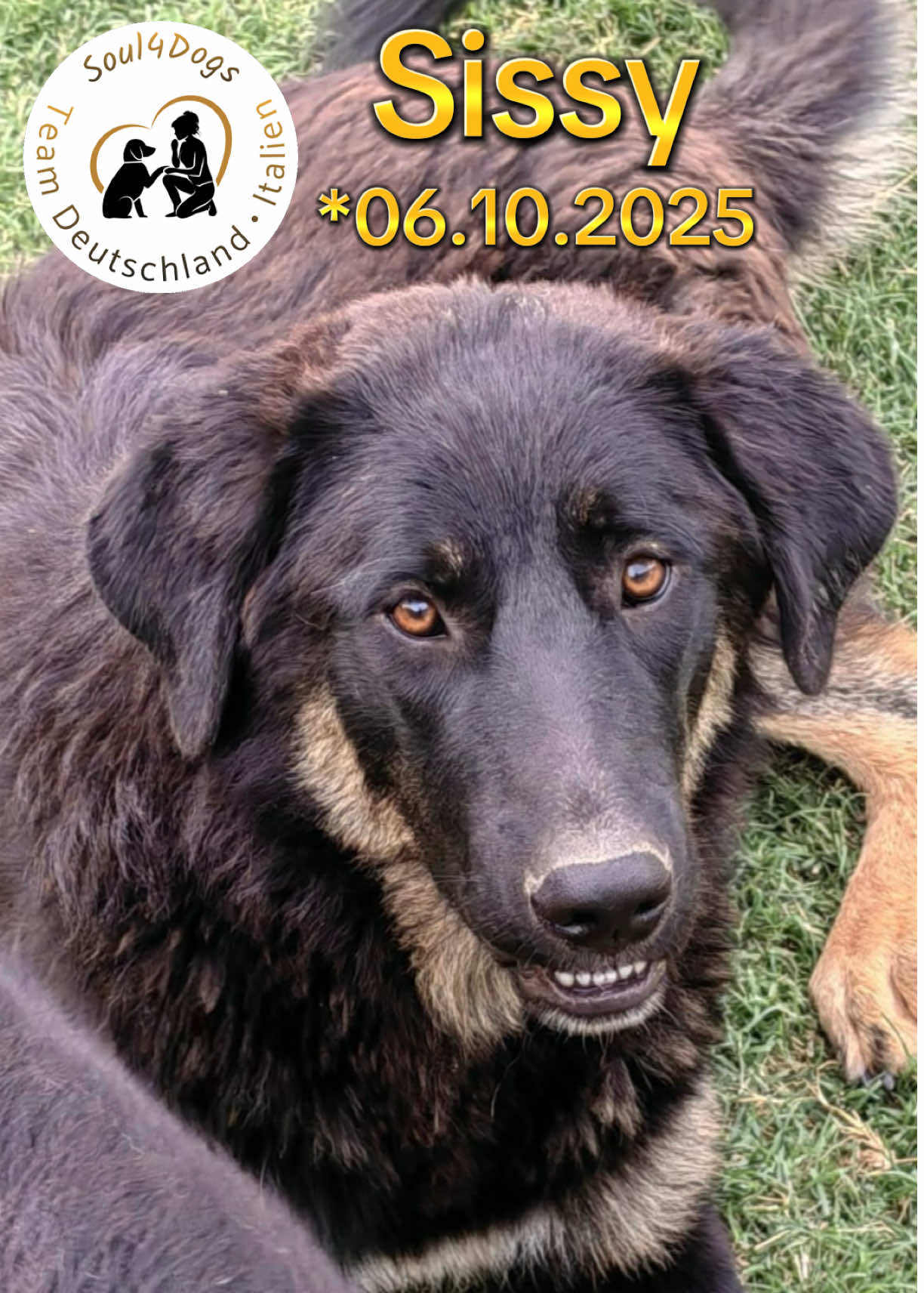 @soul4dogs