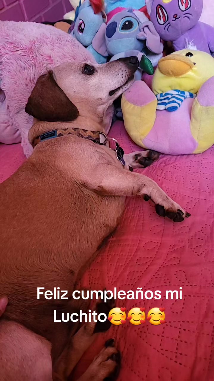 @Rosy Elena Araneda Andrade
