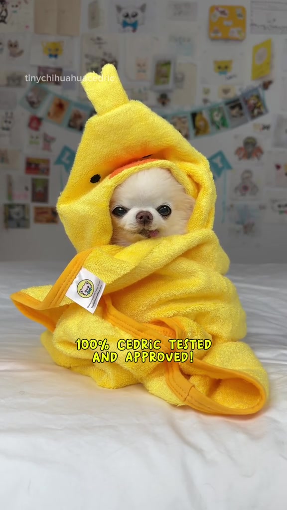 @Tiny Chihuahua Cedric & Maya