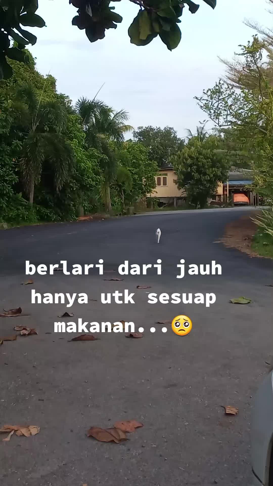 @MaderCats